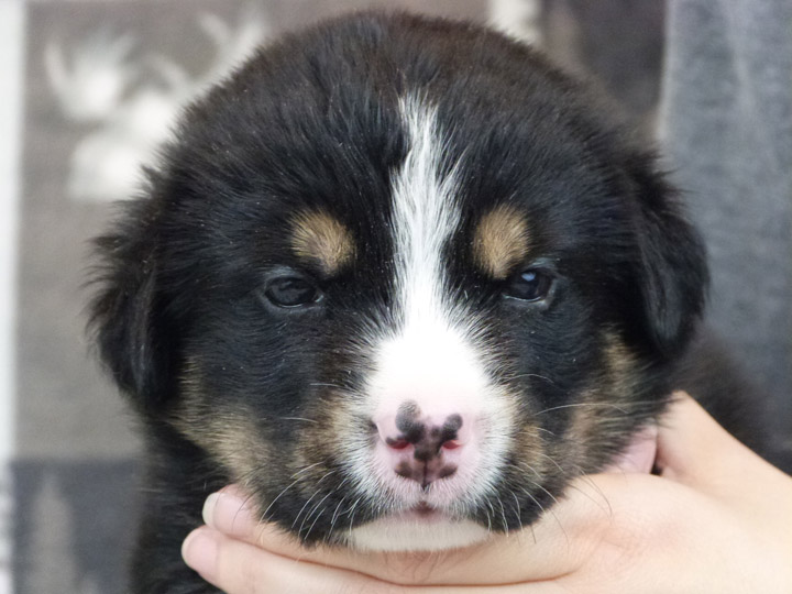 chinook puppy